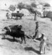 Palestine: Women winnowing corn with oxen, Bethlehem area, c. 1900